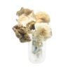 Golden Teacher Magic Mushrooms – Premium Psilocybin Shrooms for Spiritual Insight